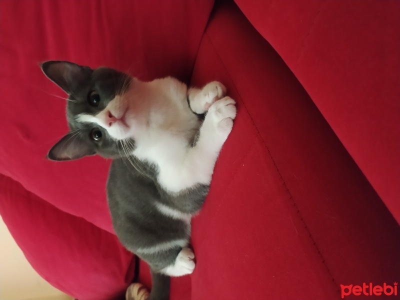 Tekir Kedi, Kedi  Ateş fotoğrafı