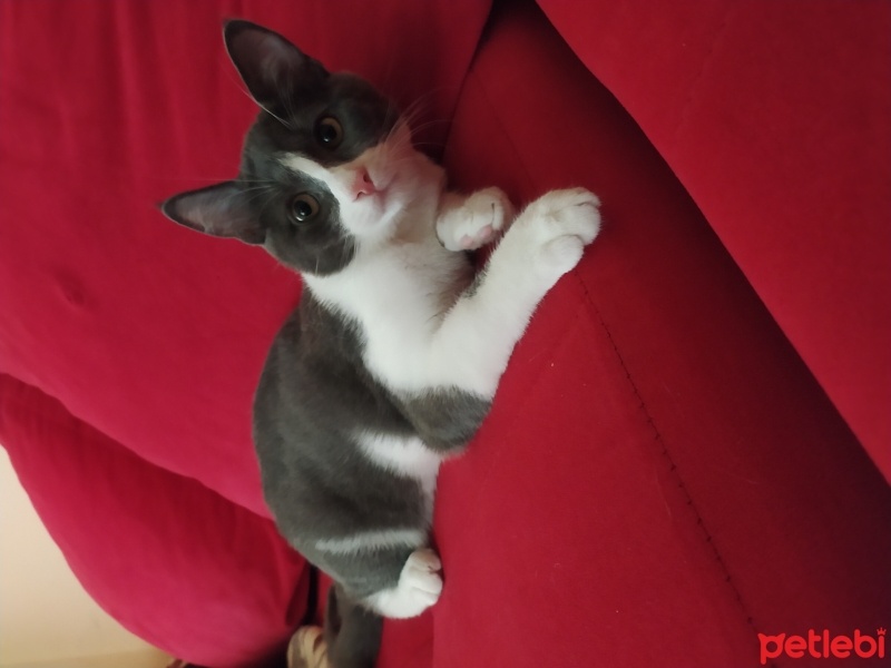 Tekir Kedi, Kedi  Ateş fotoğrafı