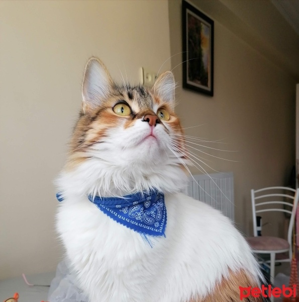 Tekir Kedi, Kedi  Hera fotoğrafı