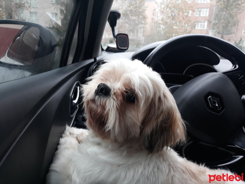 Shih Tzu, Köpek  Hera fotoğrafı