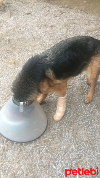 Alman Çoban Köpeği, Köpek  solmaz fotoğrafı