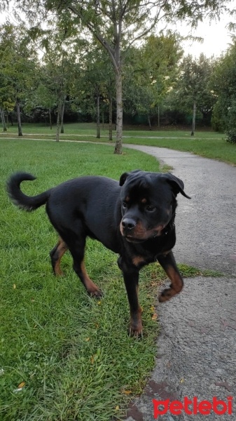 Rottweiler, Köpek  foks fotoğrafı