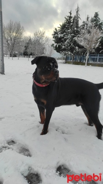 Rottweiler, Köpek  foks fotoğrafı
