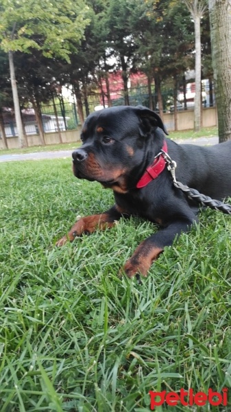 Rottweiler, Köpek  foks fotoğrafı
