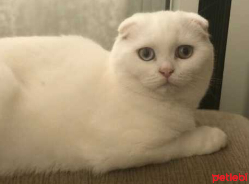 Scottish Fold, Kedi  SAKIZ fotoğrafı