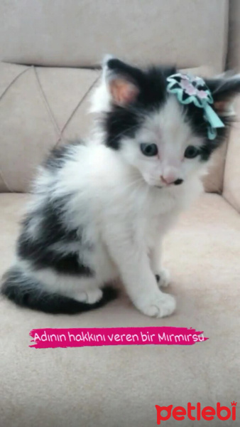 Tekir Kedi, Kedi  Mırmır fotoğrafı
