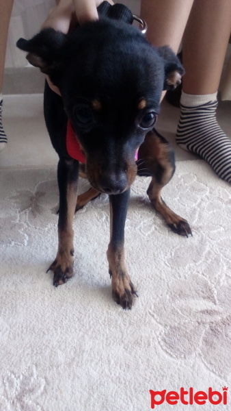 Minyatür Pinscher, Köpek  Leo fotoğrafı