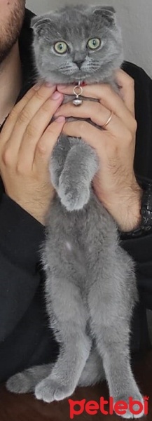 Scottish Fold, Kedi  MİA fotoğrafı