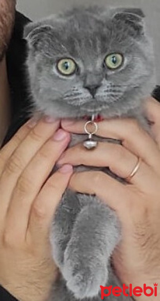Scottish Fold, Kedi  MİA fotoğrafı