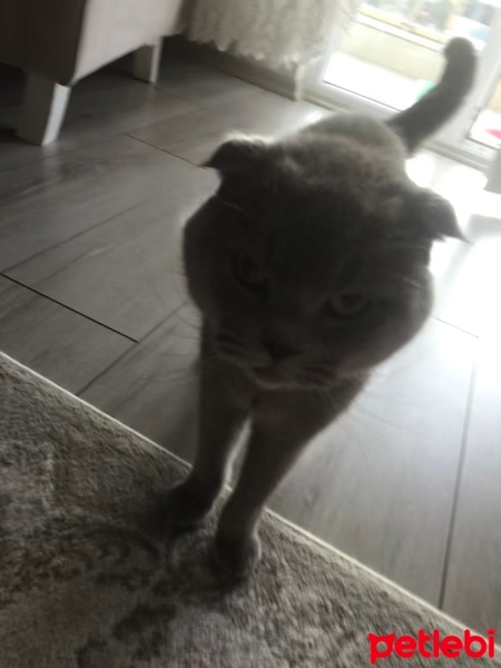 Scottish Fold, Kedi  Minnoş fotoğrafı