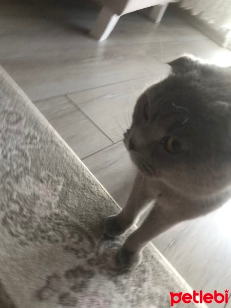 Scottish Fold, Kedi  Minnoş fotoğrafı