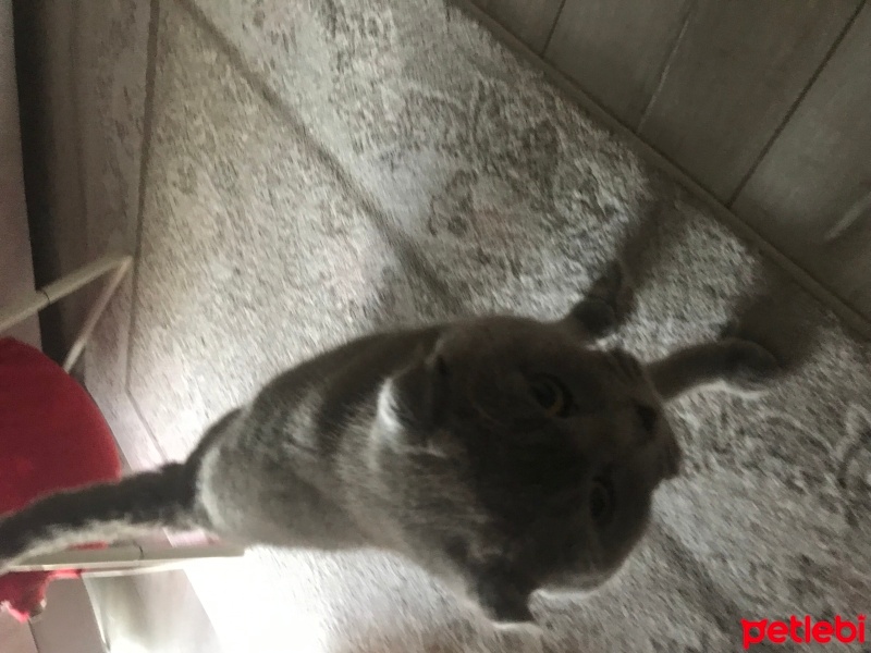 Scottish Fold, Kedi  Minnoş fotoğrafı