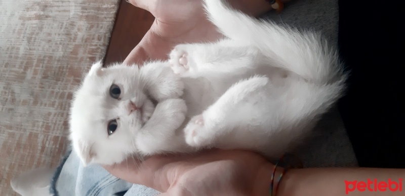 Scottish Fold, Kedi  Venüs fotoğrafı