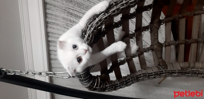 Scottish Fold, Kedi  Venüs fotoğrafı