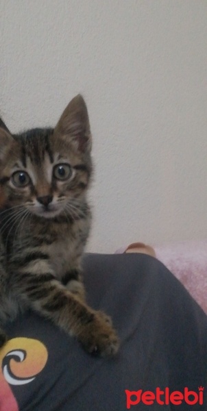 Tekir Kedi, Kedi  Balım fotoğrafı