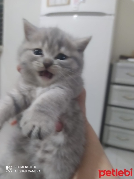British Shorthair, Kedi  fistanın yavrusu fotoğrafı