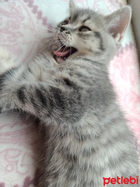 British Shorthair, Kedi  İnci fotoğrafı