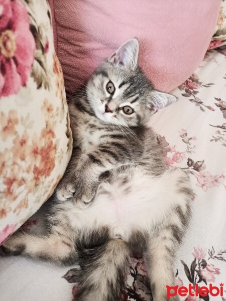 British Shorthair, Kedi  İnci fotoğrafı