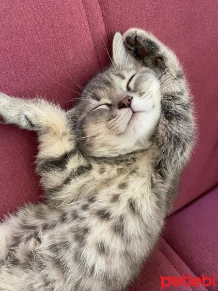 British Shorthair, Kedi  İnci fotoğrafı