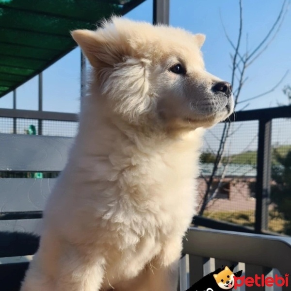 Chow Chow (çin Aslanı), Köpek  Zeyna fotoğrafı