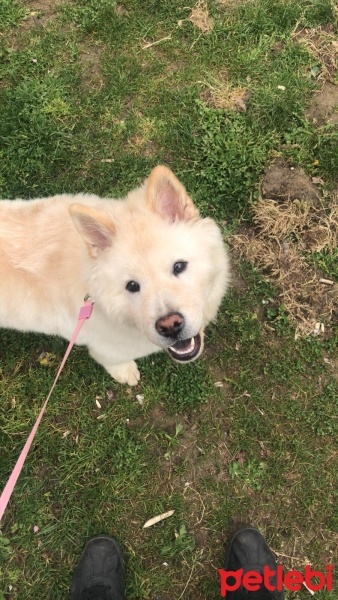 Chow Chow (çin Aslanı), Köpek  Zeyna fotoğrafı