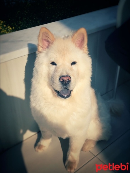 Chow Chow (çin Aslanı), Köpek  Zeyna fotoğrafı