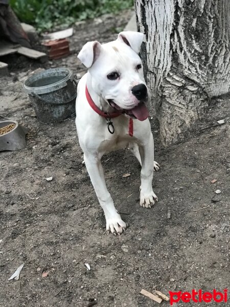 Amerikan Staffordshire Terrier, Köpek  Miya fotoğrafı