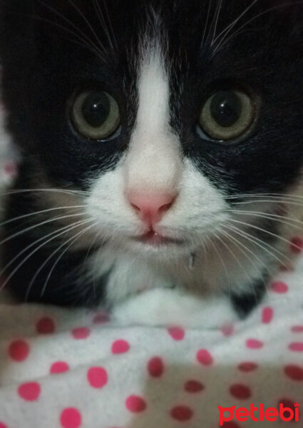 Tuxedo (Smokin) Kedi, Kedi  Pusu fotoğrafı