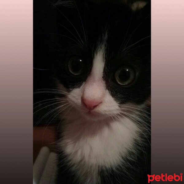 Tuxedo (Smokin) Kedi, Kedi  Pusu fotoğrafı