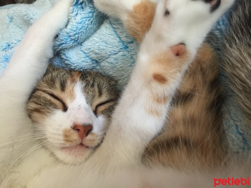 Tekir Kedi, Kedi  Tarçın fotoğrafı