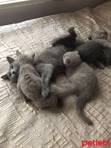 Scottish Fold, Kedi  Fındık fıstık badem kaju fotoğrafı