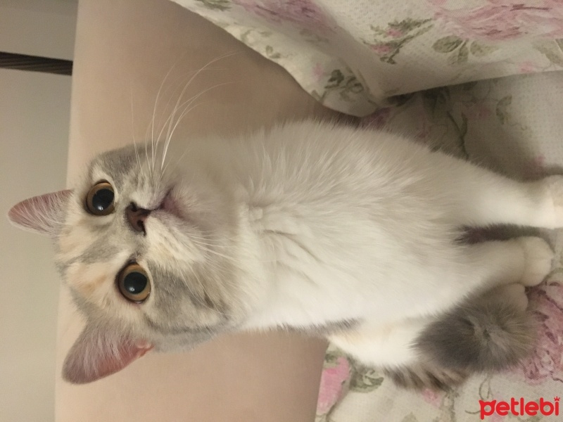 British Shorthair, Kedi  Sütlaç fotoğrafı