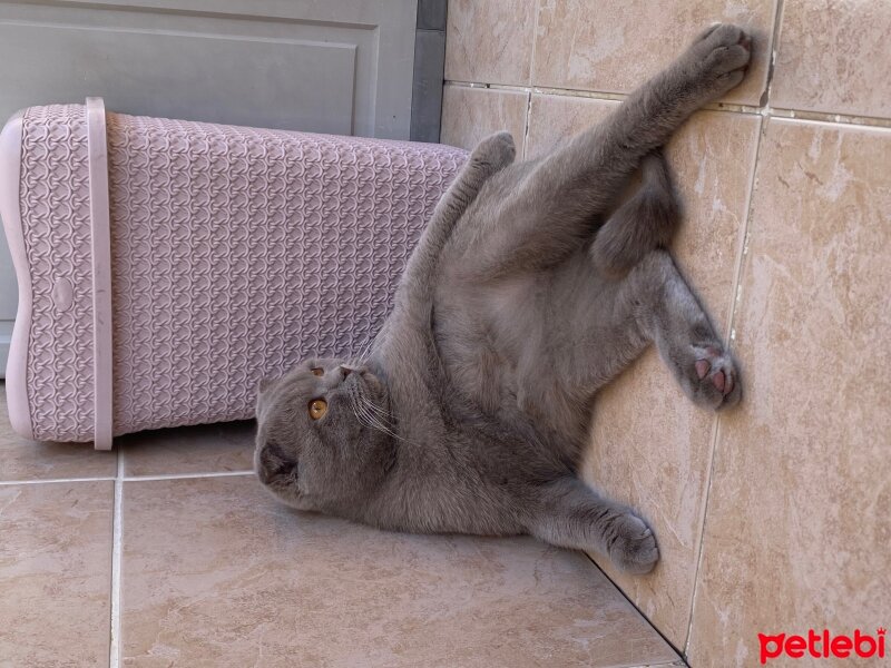 Scottish Fold, Kedi  Mülayim fotoğrafı