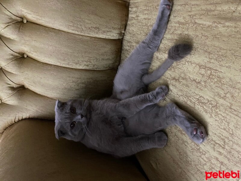 Scottish Fold, Kedi  Mülayim fotoğrafı