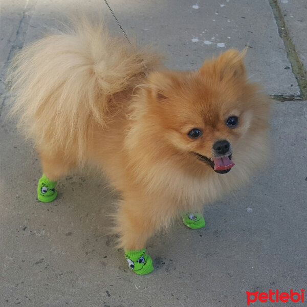 Pomeranyalı, Köpek  Gundiboo fotoğrafı