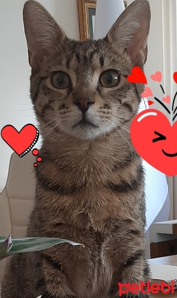 Tekir Kedi, Kedi  Cesur fotoğrafı
