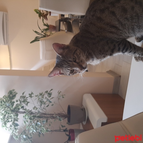 Tekir Kedi, Kedi  Cesur fotoğrafı