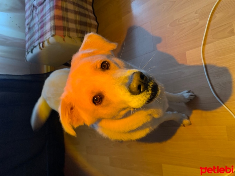 Golden Retriever, Köpek  Bıdık fotoğrafı
