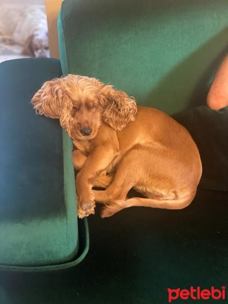 İngiliz Cocker Spaniel, Köpek  Melo fotoğrafı