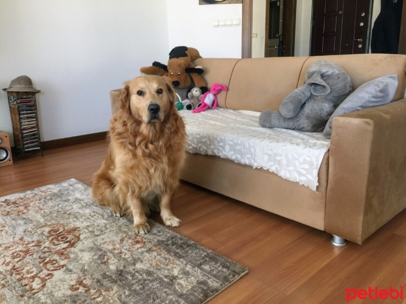 Golden Retriever, Köpek  LUCKY fotoğrafı