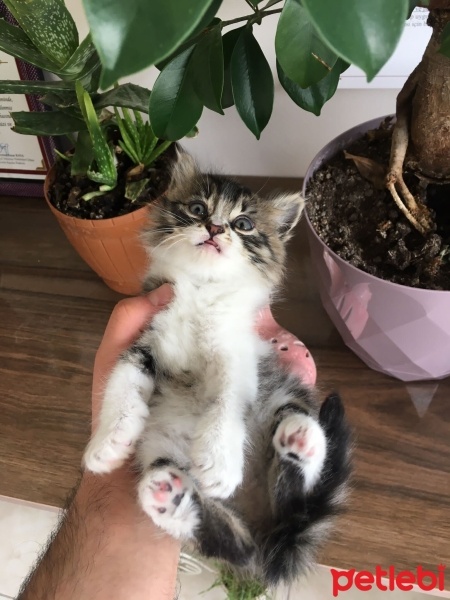 Tekir Kedi, Kedi  Miniş fotoğrafı