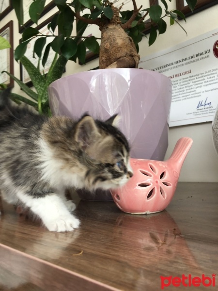 Tekir Kedi, Kedi  Miniş fotoğrafı