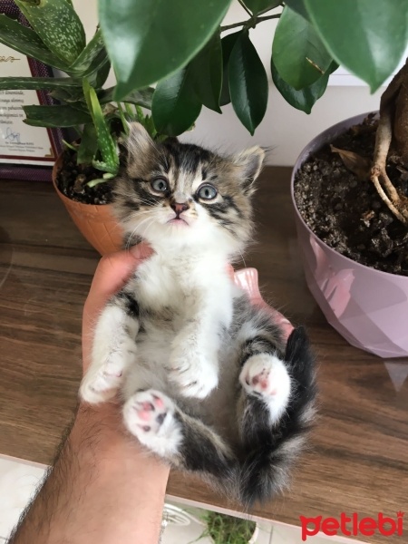 Tekir Kedi, Kedi  Miniş fotoğrafı