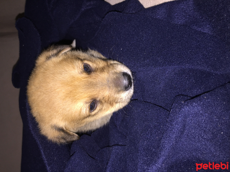Kangal, Köpek  Chaser fotoğrafı