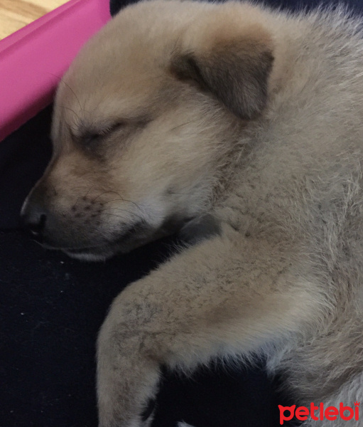 Kangal, Köpek  Chaser fotoğrafı