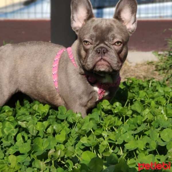 Fransız Bulldog, Köpek  Macarena fotoğrafı