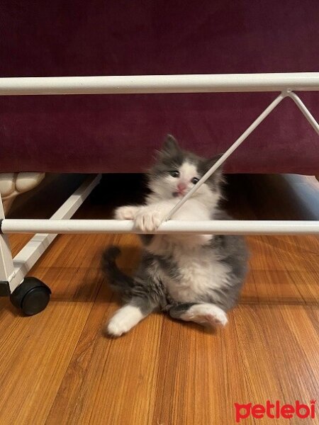 Norwegian Forest, Kedi  Venüs fotoğrafı