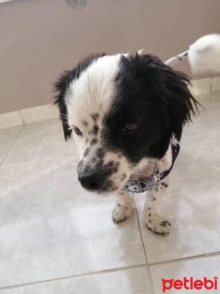 Border Collie, Köpek  Fifi fotoğrafı