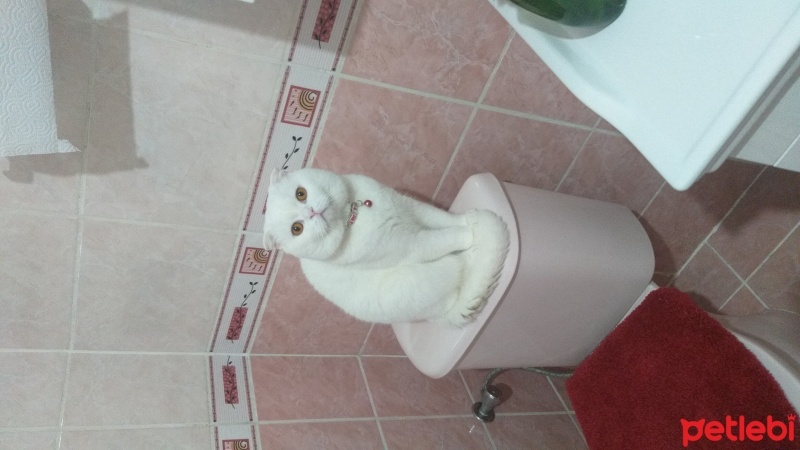Scottish Fold, Kedi  Bulut fotoğrafı