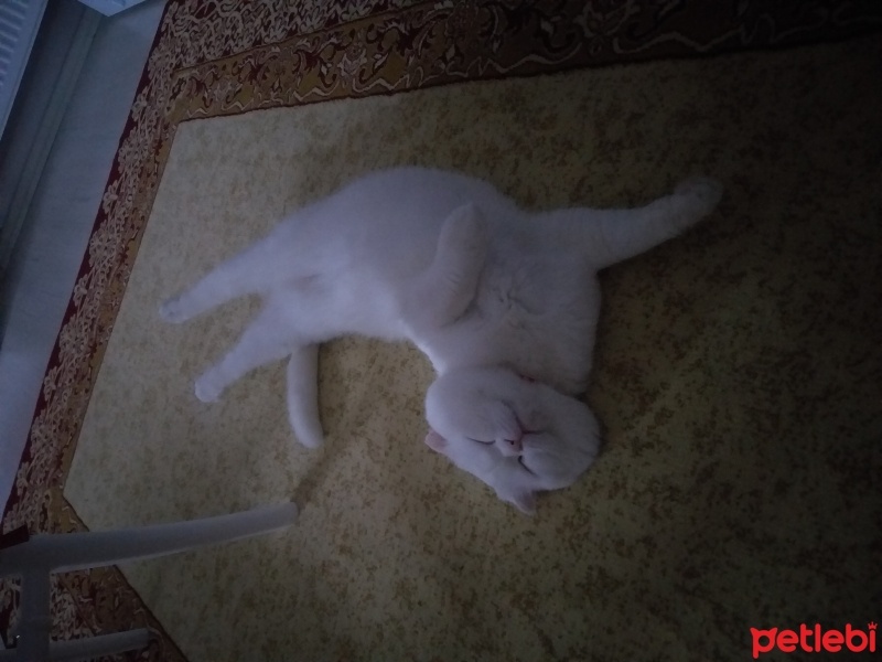 Scottish Fold, Kedi  Bulut fotoğrafı